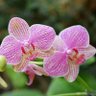 Orchid's profile picture