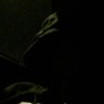 SMZ's profile picture