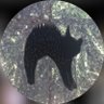 rocio's profile picture