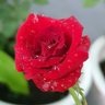 Jack Rose's profile picture