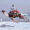 xrp camel's profile picture