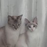 ã¯ããšãã's profile picture