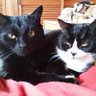 Rosie🌈 and Rollo🌈 🏴 🇪🇺's profile picture