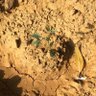 سواح 🇸🇦 profil fotoğrafı