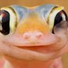 Фото профиля retired gecko