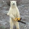 BearWithMe profil fotoğrafı