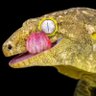 Фото профиля Unhinged Gecko Man🦎 (??? Arc)