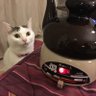 130 @ポピュリズムには騙されない 的头像