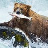 Profilbild von not a grizzly bear