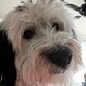 Profilbild von Susan Griffith