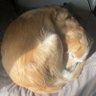 のんこ 的头像