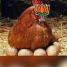 Profilbild von PolityFarm