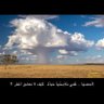لافي الشيباني's profile picture