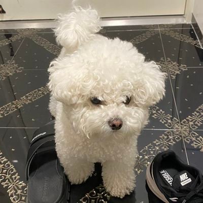 치즈라's profile picture