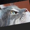 Фото профиля 猫仕事