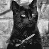 Itzhak Meir's profile picture