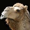 MichupishuRD profil fotoğrafı