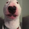 sarrusfn profil fotoğrafı