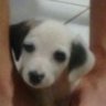 Eredinha 🐶🌸 的头像