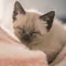 むくちゃん 的头像