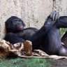Profilbild von wood