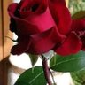 Фото профиля المصري المصري
