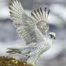 Фото профиля غيمه