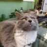 belmir asmae profil fotoğrafı