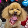 すすりん 的头像