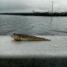 yuki.fishing_toronto 的头像