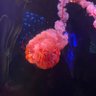 Фото профиля BigwaSai