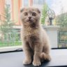 Fenerbahçe 的头像