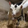 アリーシャ👑🐃🐴's profile picture