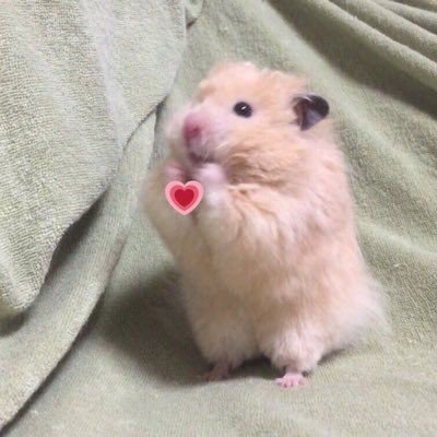 fuwari___o6's profile picture
