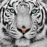 PARDO's profile picture
