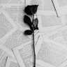 Фото профиля أمل المجلي