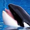 Фото профиля Orca Willy