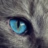 ddpanda profil fotoğrafı