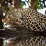 eduardofernandomoral's profile picture