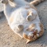 Killer Queen profil fotoğrafı