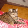 crazyCatMan profil fotoğrafı