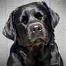 Profilbild von swift