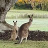 Caz from Oz's profile picture
