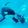 Profilbild von orca7419