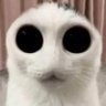 pastöriseeritud's profile picture