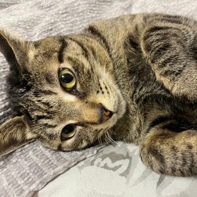 Suuchan_t's profile picture