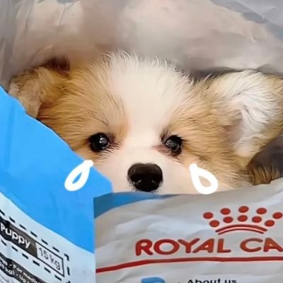 yooocookie's profile picture