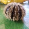 coco nutnut's profile picture