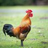 Profilbild von Rooster Clyde