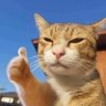 phù Du's profile picture
